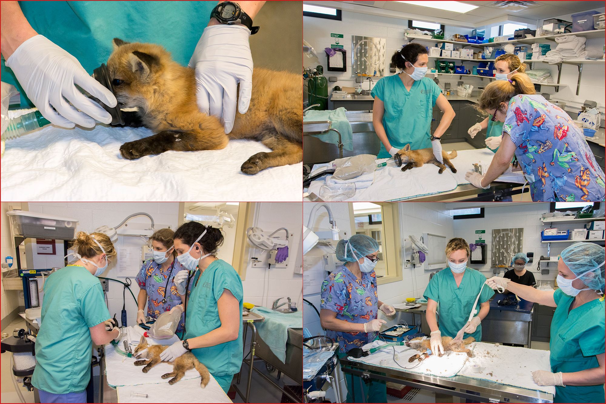 Alumni Spotlight Dr. Tatiana Weisbrod, DVM ‘17, University of Florida